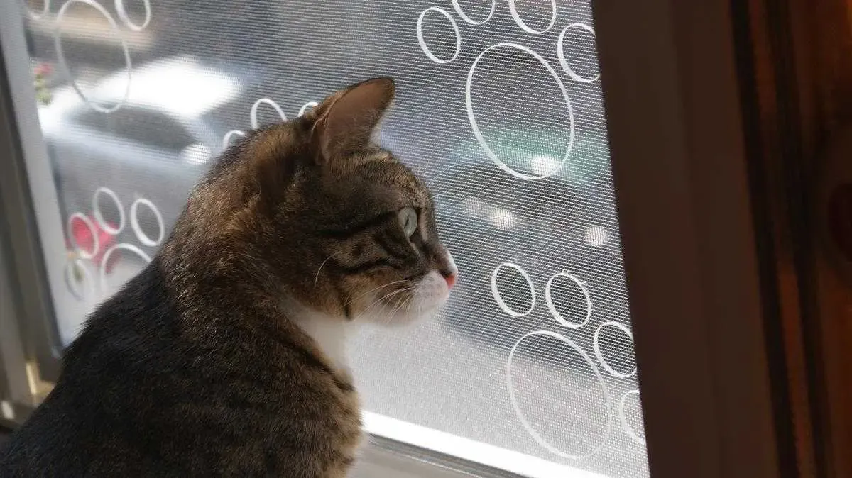 Bağlıca Pencere Sinekliği