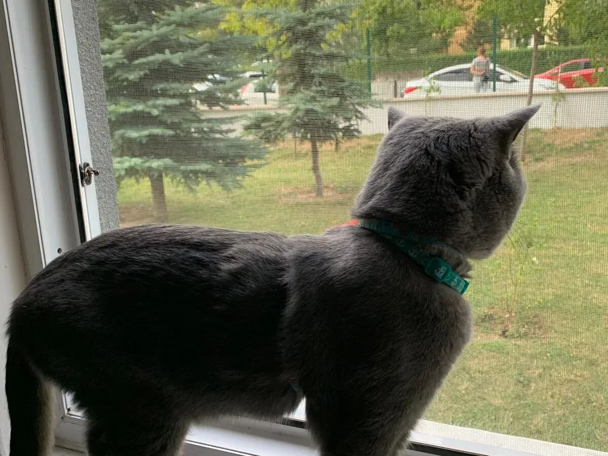 Bağlıca Sineklik Modelleri